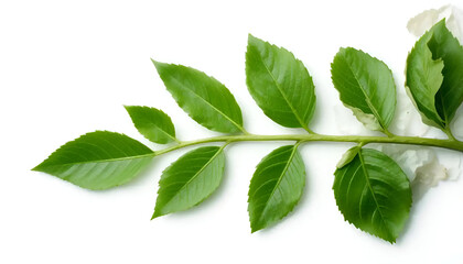 green leaves on white background