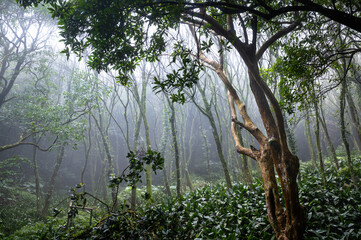 Maple forest hidden in the misty mountain, trail go through the forest, in Yangmingshan National Park, Taipei, Taiwan.