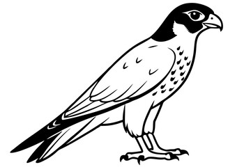 falcon silhouette line art vector illustration with a white background