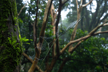 Close up of spider web on the maple branch in the misty forest, in Yangmingshan National Park, Taipei, Taiwan.