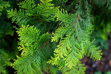 Close up of pine leaf, beautiful green and yellow color showing on the leaf, in Taiwan.