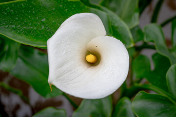 Close up of Calla lily growing in Yangmingshan National Park, in Taipei, Taiwan.