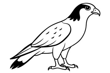 hawk silhouette line art vector illustration with a white background
