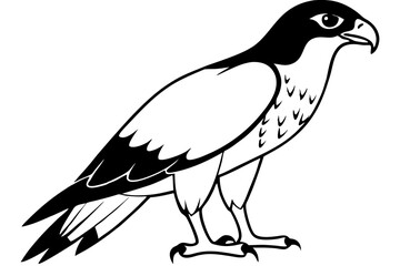 hawk silhouette line art vector illustration with a white background