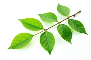 Single branch with green leaves isolated on white background, branch, foliage