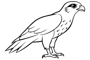 hawk silhouette line art vector illustration with a white background