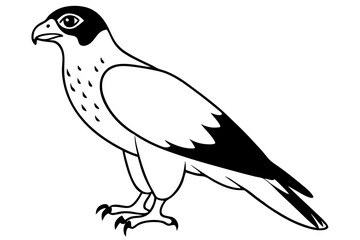 hawk silhouette line art vector illustration with a white background