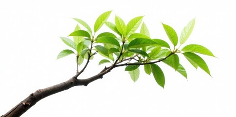 Single branch with unique shape and curve isolated on white background, natural, tree, shapes