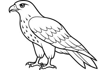 hawk silhouette line art vector illustration with a white background
