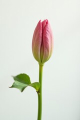 Single bud isolated on white background with soft natural light, isolated, botanical