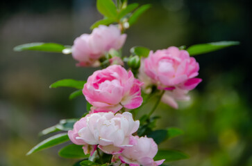 淡いピンクの小さなバラのクラスター