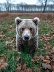 Fototapeta premium Cute Brown Bear Cub Standing in the Woods Looking at Camera