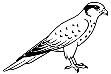 kestrel silhouette line art vector illustration with a white background
