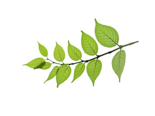 Green Leaf Branch Isolated White Background transparent background