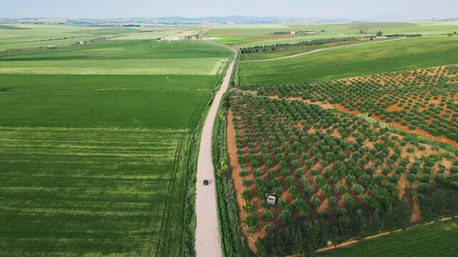 Aerial view of a scenic road cutting through vibrant green fields and olive groves in Tunisia. Perfect for travel and agriculture.