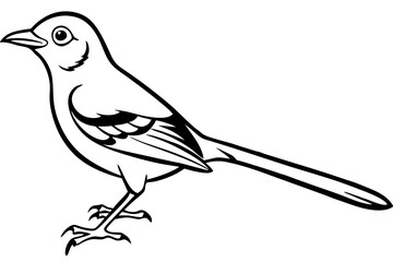 Fototapeta premium mockingbird silhouette line art vector illustration with a white background