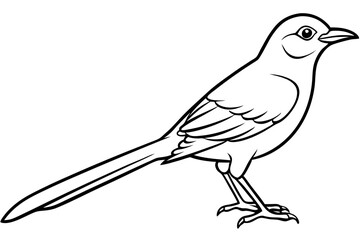 mockingbird silhouette line art vector illustration with a white background
