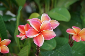 A close-up shot captures the exquisite beauty of frangipani flowers, also known as plumeria. The petals showcase a stunning gradient of pink, orange, and white, set against a backdrop of lush green le