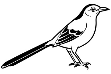 mockingbird silhouette line art vector illustration with a white background

