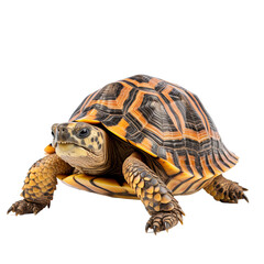 Obraz premium turtle isolated on white background