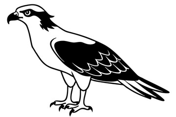 osprey silhouette line art vector illustration with a white background