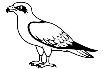 osprey silhouette line art vector illustration with a white background