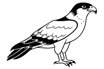 osprey silhouette line art vector illustration with a white background