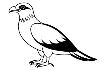 osprey silhouette line art vector illustration with a white background