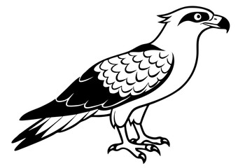 osprey silhouette line art vector illustration with a white background