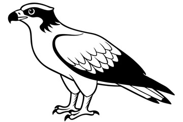osprey silhouette line art vector illustration with a white background