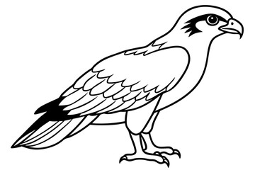 osprey silhouette line art vector illustration with a white background