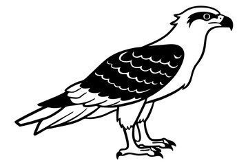 Fototapeta premium osprey silhouette line art vector illustration with a white background