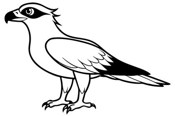 osprey silhouette line art vector illustration with a white background