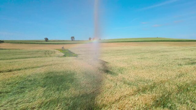 Irrigation system waters a golden wheat field in Tunisia, creating a vibrant rainbow.