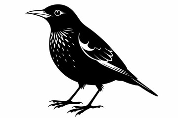 starling on a white background