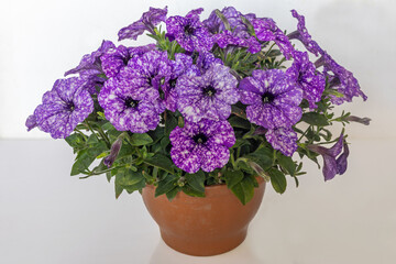 Lilac Petunia flower (Petunia hybrida)
