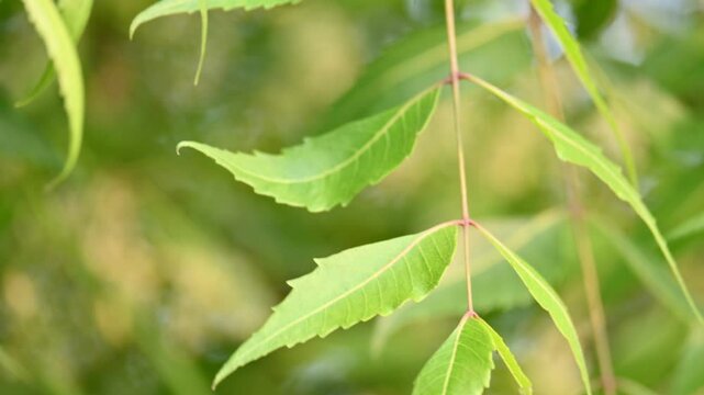 Azadirachta indica tree.
 It's other names Neem,&nbsp;nimtree&nbsp;or&nbsp;Indian lilac. Its fruits are the source of&nbsp;neem oil. many aruvedic medicines are made from its leaves, flower, seeds and bark.