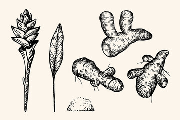 Hand drawn engraving Turmeric herb root on isolated background. Set with Indian aromatic spice plant Curcumin sticks, flower, leaf, yellow powder for design, print, paper, logo, label. Culinary, food 