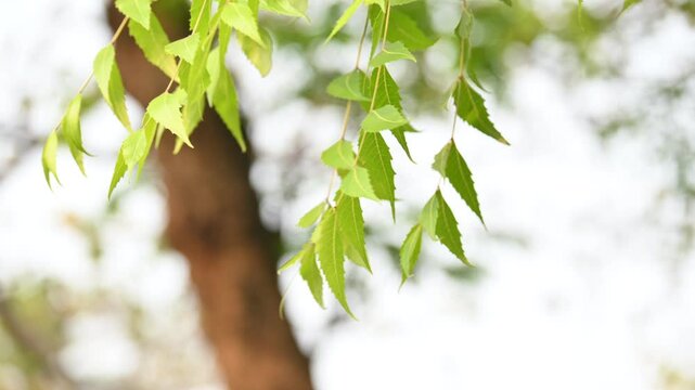 Azadirachta indica tree.
 It's other names Neem,&nbsp;nimtree&nbsp;or&nbsp;Indian lilac. Its fruits are the source of&nbsp;neem oil. many aruvedic medicines are made from its leaves, flower, seeds and bark.