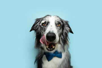 Portrait hungry border collie dog celebrating birthday or carnival licking its lips with tongue. Isolated on blue pastel background
