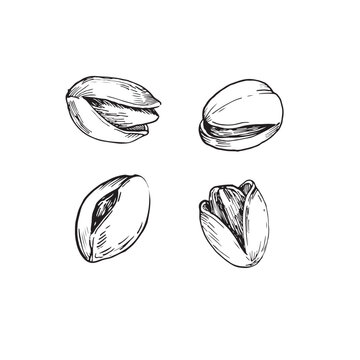 Pistachio nuts vector illustration set. Hand drawn ink sketches of pistachio seeds in shell. Isolated on white background elements for label, menu, packaging design