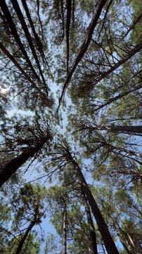 Tree movement in the center of the forest in vertical format