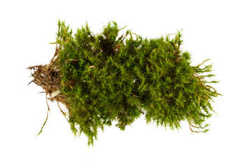 fresh green moss pile isolated on white or transparent png