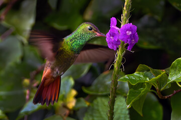 Rufous-tailed hummingbird (Amazilia tzacatl) feeding at a purple flower. Rufous-tailed hummingbird in flight.