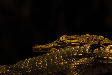 Nile crocodile (Crocodylus niloticus), young crocodiles in the dark night on the shore.