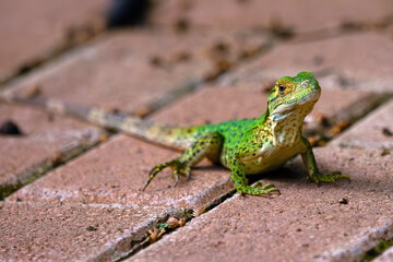 Green iguana (Iguana iguana), small iguana on a city sidewalk.