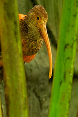 Scarlet ibis, sometimes called red ibis (Eudocimus ruber), portrait of a young bird among the reeds.