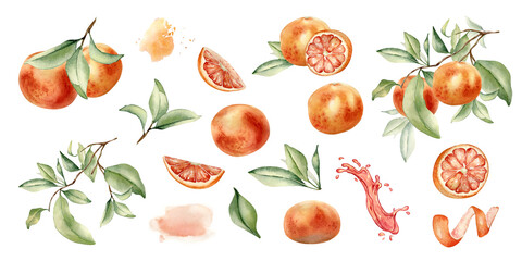 Grapefruits clipart with leaves, branches, orange fruits for bright summer label watercolor illustration isolated. Whole and slice ripe citrus and orange peel hand drawn sketch in botanical style.