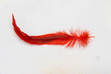 Red feathers, ancient pens, pheasant feathers, eagle feathers, flamingo feathers, ostrich feathers, wild duck feathers, crow feathers, peacock feathers, lark feathers, phoenix feathers, black swan fea