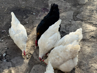 chickens in the garden